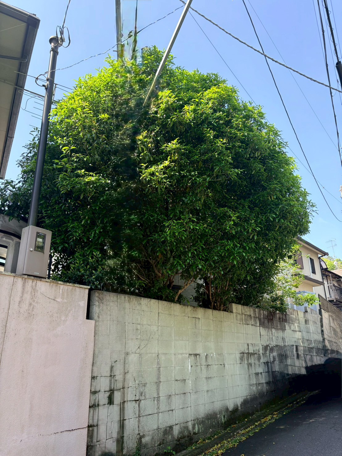 木津川市 伐採 除草：ENISIA京都店の伐採 除草レポート