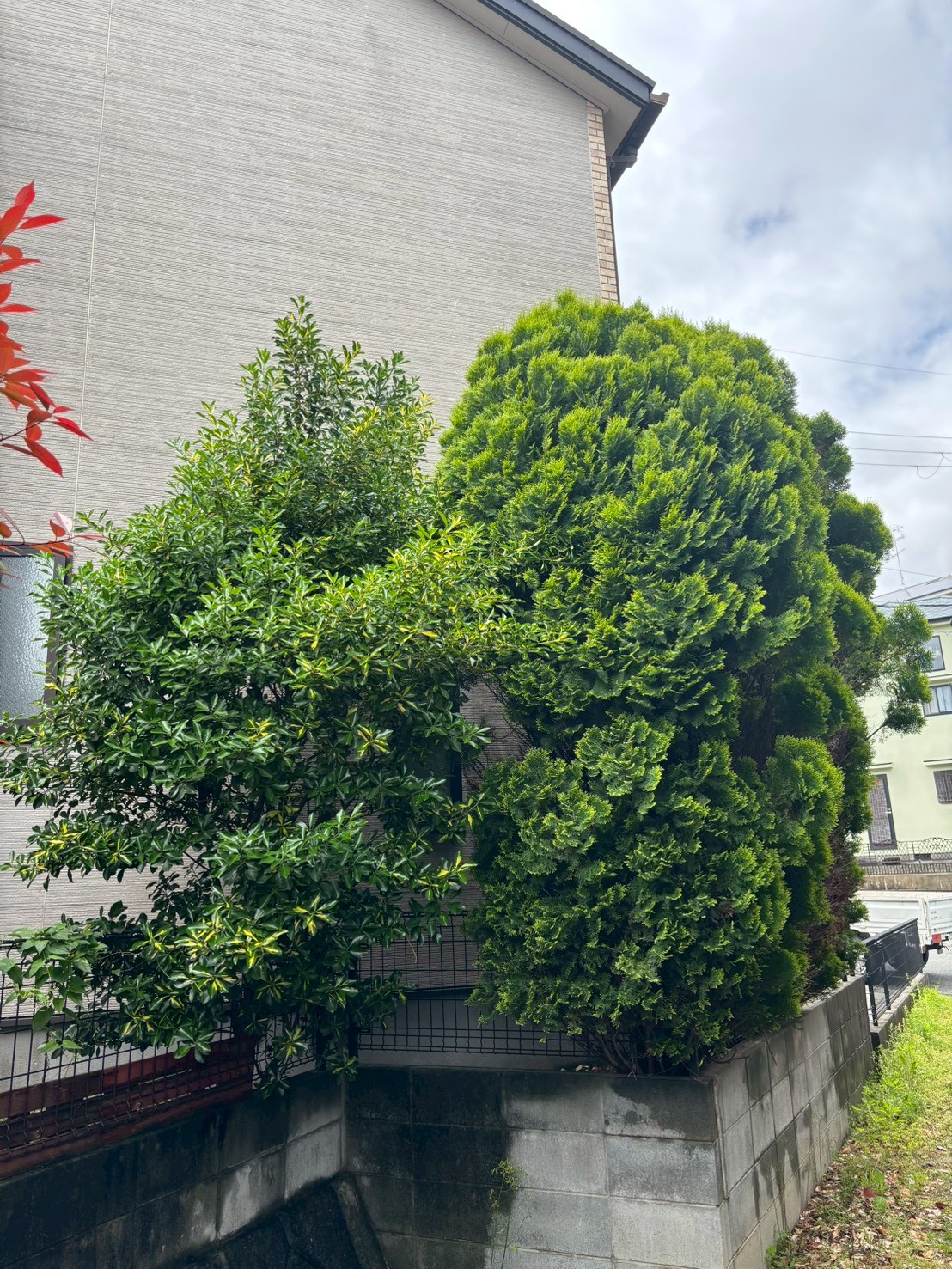 八幡市 伐採：ENISIA京都店の伐採レポート