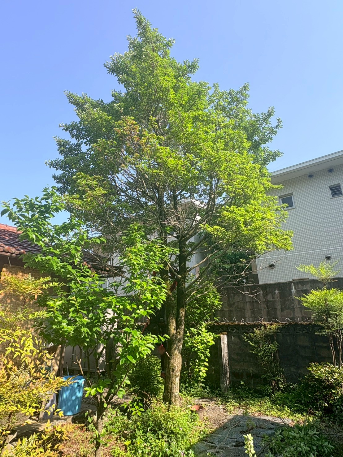 京都市伏見区 高木伐採：ENISIA京都店の伐採レポート