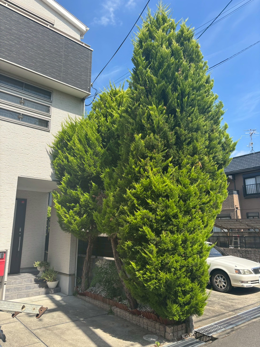 京都府 向日市 伐採：ENISIA京都店の伐採レポート