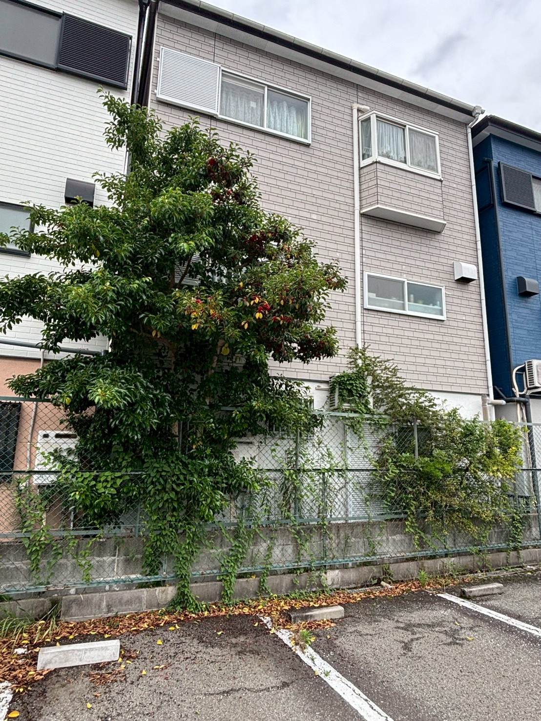 京都府長岡京市 伐採 ツタ取り：ENISIA京都店の伐採 ツタ取りレポート