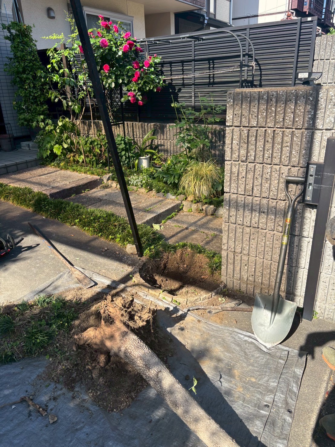 京都市左京区 抜根：ENISIA京都店の抜根レポート