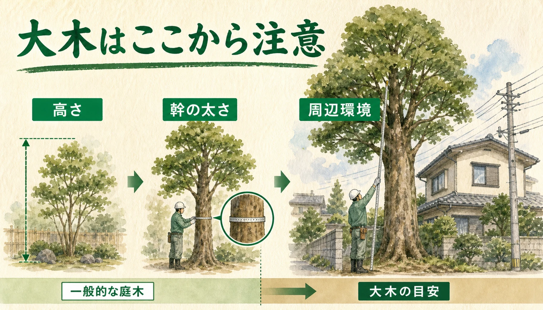 大木と普通の庭木の違いを高さ・幹の太さ・周辺環境で示したENISIAの水彩図解