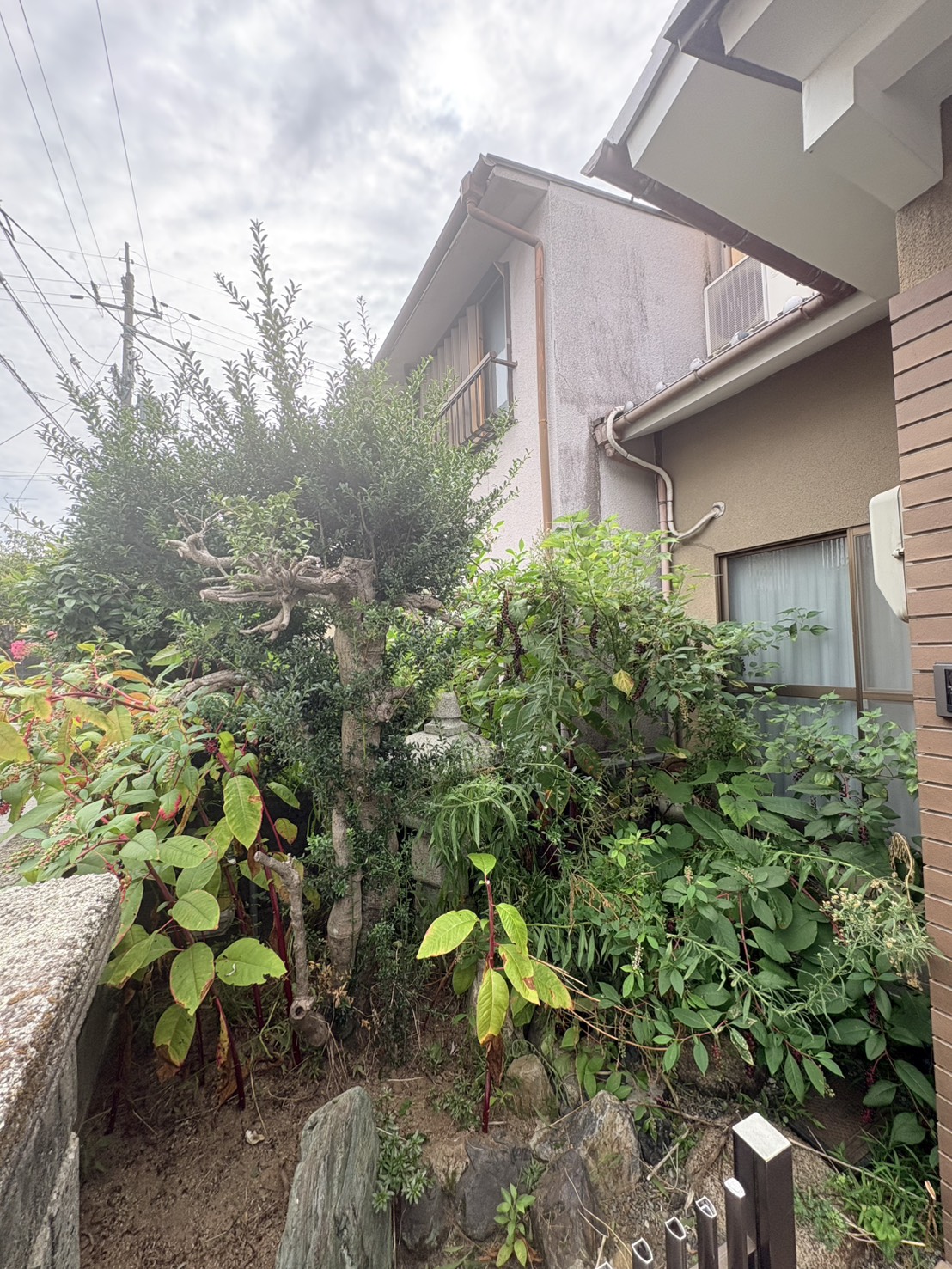京都市 左京区：ENISIA京都店の伐採 除草レポート